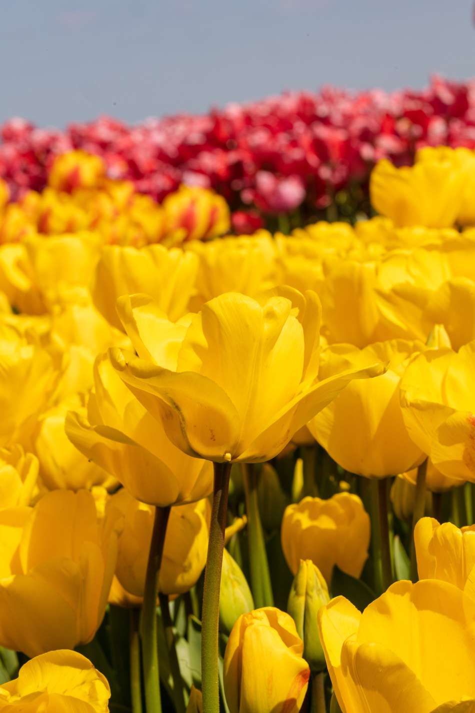 Tulpan 'Golden Apeldoorn'